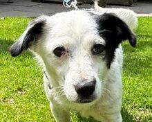 SUNNY, Hund, Mischlingshund in Leichlingen