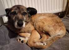 SISSI, Hund, Mischlingshund in Heppenheim