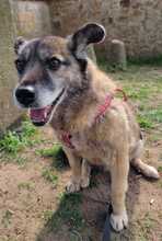 SISSI, Hund, Mischlingshund in Heppenheim - Bild 2