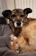 SISSI, Hund, Mischlingshund in Heppenheim - Bild 3