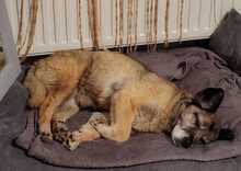 SISSI, Hund, Mischlingshund in Heppenheim - Bild 4