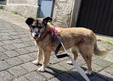 SISSI, Hund, Mischlingshund in Heppenheim - Bild 5