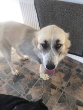 URSU, Hund, Mischlingshund in Belgien