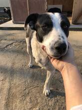 ATHOS, Hund, Mischlingshund in Belgien