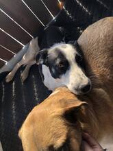 ATHOS, Hund, Mischlingshund in Rumänien - Bild 3