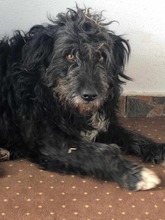 BELLA, Hund, Mischlingshund in Rumänien - Bild 1