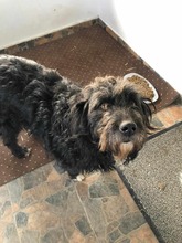 BELLA, Hund, Mischlingshund in Rumänien - Bild 2