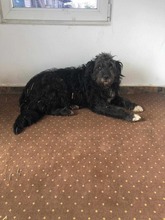 BELLA, Hund, Mischlingshund in Rumänien - Bild 3