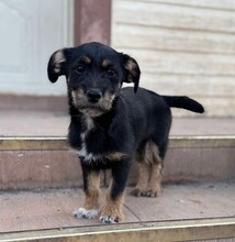 SHELLY, Hund, Mischlingshund in Rumänien