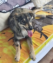 SANNE, Hund, Mischlingshund in Rumänien