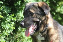 NOBY, Hund, Mischlingshund in Wuppertal - Bild 1