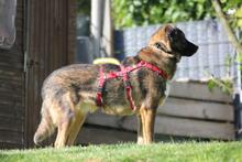 NOBY, Hund, Mischlingshund in Wuppertal - Bild 10
