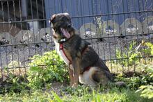 NOBY, Hund, Mischlingshund in Wuppertal - Bild 11