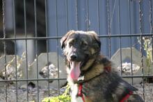 NOBY, Hund, Mischlingshund in Wuppertal - Bild 12