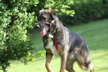 NOBY, Hund, Mischlingshund in Wuppertal - Bild 13