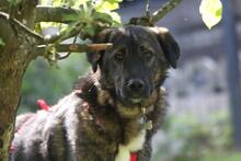 NOBY, Hund, Mischlingshund in Wuppertal - Bild 2