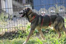 NOBY, Hund, Mischlingshund in Wuppertal - Bild 3