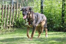 NOBY, Hund, Mischlingshund in Wuppertal - Bild 4