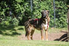 NOBY, Hund, Mischlingshund in Wuppertal - Bild 6