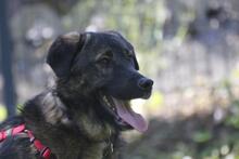 NOBY, Hund, Mischlingshund in Wuppertal - Bild 7