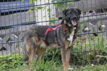 NOBY, Hund, Mischlingshund in Wuppertal - Bild 8