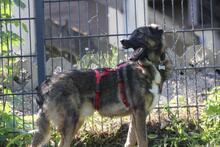 NOBY, Hund, Mischlingshund in Wuppertal - Bild 9