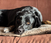 COCO, Hund, Mischlingshund in Aerzen - Bild 1