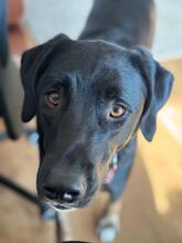 COCO, Hund, Mischlingshund in Aerzen - Bild 2