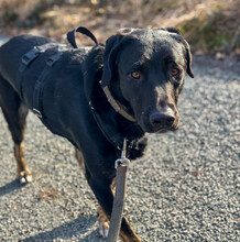 COCO, Hund, Mischlingshund in Aerzen - Bild 3