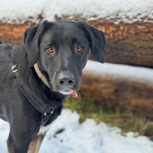 COCO, Hund, Mischlingshund in Aerzen - Bild 5