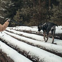 COCO, Hund, Mischlingshund in Aerzen - Bild 6