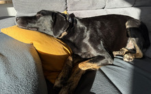 COCO, Hund, Mischlingshund in Aerzen - Bild 7