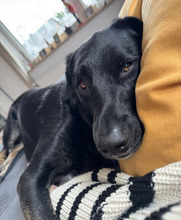 COCO, Hund, Mischlingshund in Aerzen - Bild 8