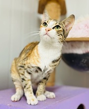 REYKA, Katze, Europäisch Kurzhaar in Zypern - Bild 1
