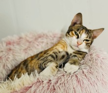 REYKA, Katze, Europäisch Kurzhaar in Zypern - Bild 2