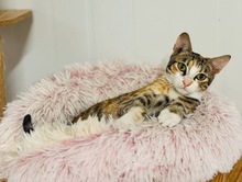 REYKA, Katze, Europäisch Kurzhaar in Zypern - Bild 3