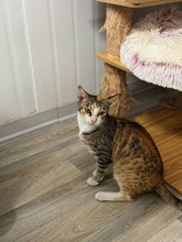 REYKA, Katze, Europäisch Kurzhaar in Zypern - Bild 4