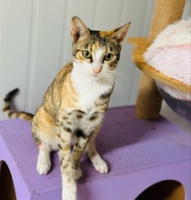 REYKA, Katze, Europäisch Kurzhaar in Zypern - Bild 5