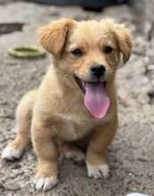 NIKLAS, Hund, Mischlingshund in Rumänien - Bild 1