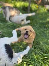 NIKLAS, Hund, Mischlingshund in Rumänien - Bild 2