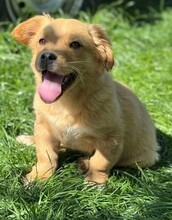 NIKLAS, Hund, Mischlingshund in Rumänien - Bild 4