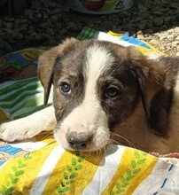 LORD, Hund, Mischlingshund in Griechenland - Bild 1