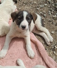 LORD, Hund, Mischlingshund in Griechenland - Bild 2
