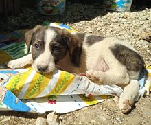 LORD, Hund, Mischlingshund in Griechenland - Bild 3