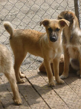 MIA, Hund, Mischlingshund in Bulgarien - Bild 1