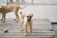 MIA, Hund, Mischlingshund in Bulgarien - Bild 2
