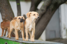 MIA, Hund, Mischlingshund in Bulgarien - Bild 3