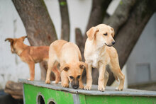 MIA, Hund, Mischlingshund in Bulgarien - Bild 4