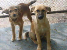 MIA, Hund, Mischlingshund in Bulgarien - Bild 5