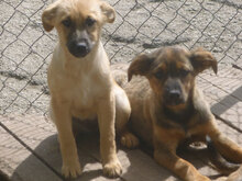 MIA, Hund, Mischlingshund in Bulgarien - Bild 7